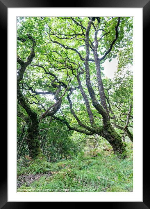 Trees and undergrowth in Glenborrodale Nature Reserve, in Scotland Framed Mounted Print by Dave Collins