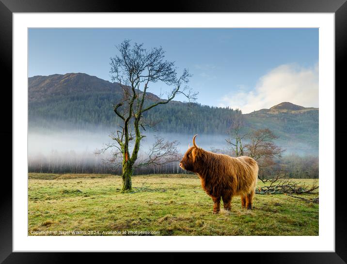 Highland Cow, Scottish Highlands Framed Mounted Print by Nigel Wilkins