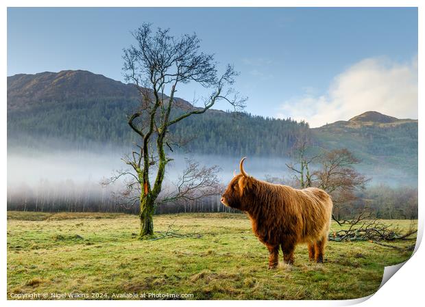 Highland Cow, Scottish Highlands Print by Nigel Wilkins