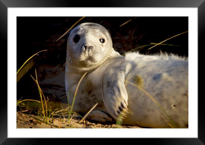 Seals At Winterton On Sea, Norfolk Coast Framed Mounted Print by Darren Burroughs