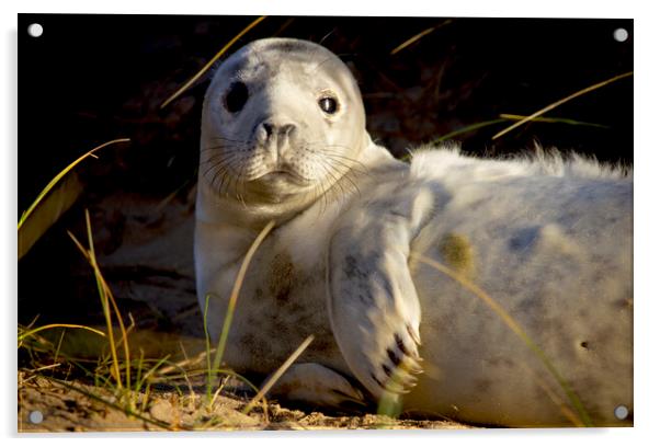 Seals At Winterton On Sea, Norfolk Coast Acrylic by Darren Burroughs