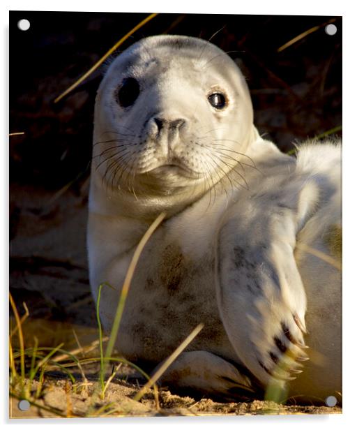 Seals At Winterton On Sea, Norfolk Coast Acrylic by Darren Burroughs