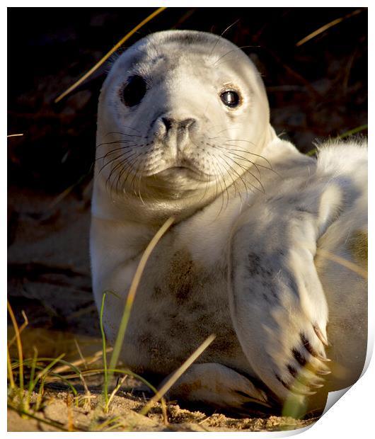Seals At Winterton On Sea, Norfolk Coast Print by Darren Burroughs