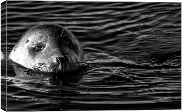 Seals At Winterton On Sea, Norfolk Coast Canvas Print by Darren Burroughs