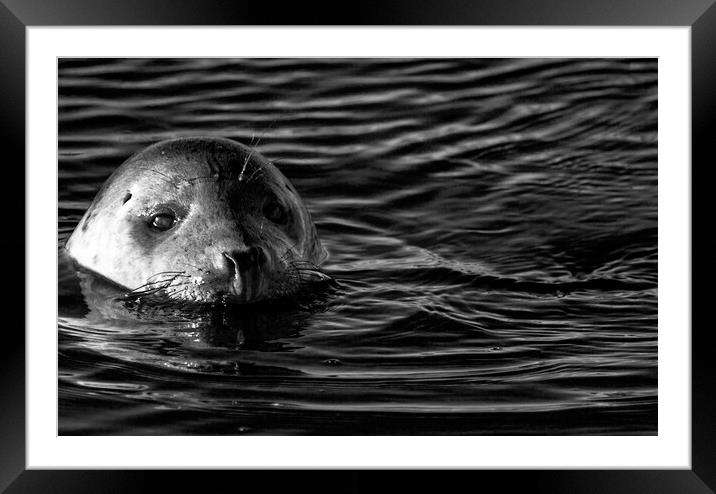 Seals At Winterton On Sea, Norfolk Coast Framed Mounted Print by Darren Burroughs