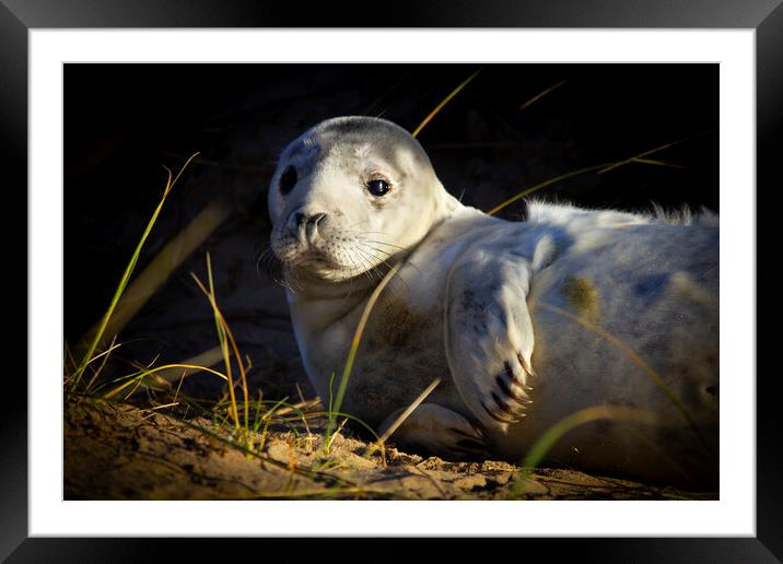 Seal Pup At Winterton On Sea Norfolk Framed Mounted Print by Darren Burroughs