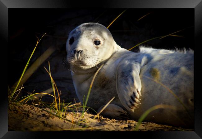 Seal Pup At Winterton On Sea Norfolk Framed Print by Darren Burroughs