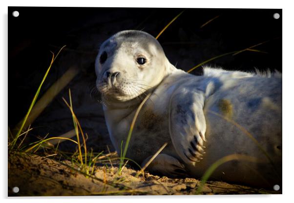 Seal Pup At Winterton On Sea Norfolk Acrylic by Darren Burroughs