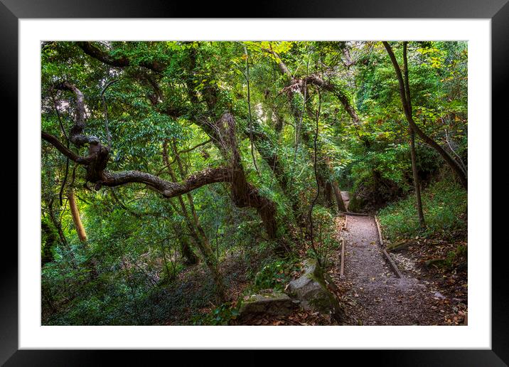 Old Forest With Hiking Trail In Sintra, Portugal Framed Mounted Print by Artur Bogacki