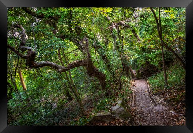 Old Forest With Hiking Trail In Sintra, Portugal Framed Print by Artur Bogacki