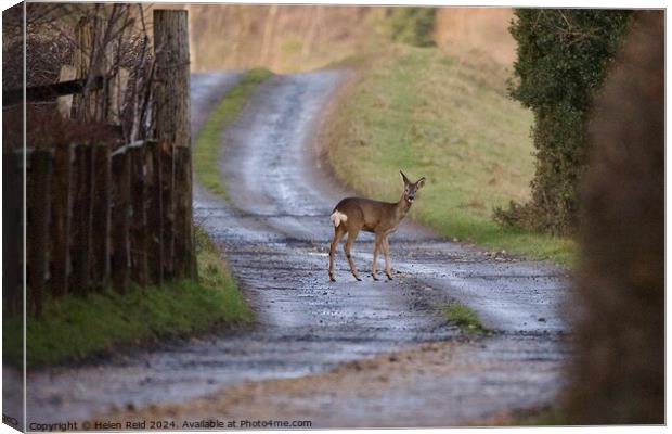 Roe deer stood in the middle of a winding path Canvas Print by Helen Reid