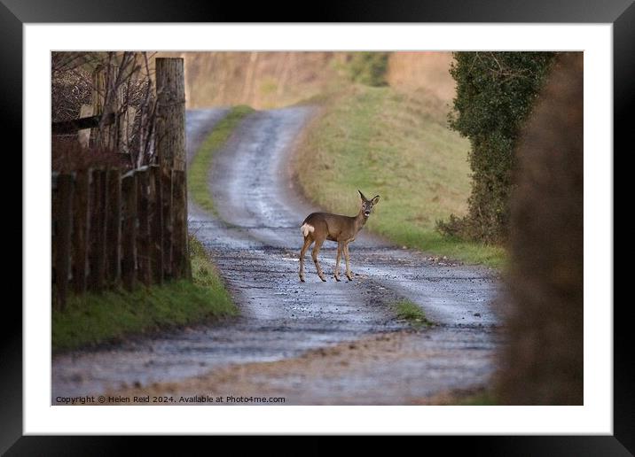 Roe deer stood in the middle of a winding path Framed Mounted Print by Helen Reid