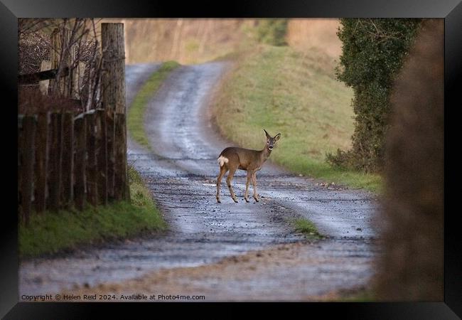 Roe deer stood in the middle of a winding path Framed Print by Helen Reid