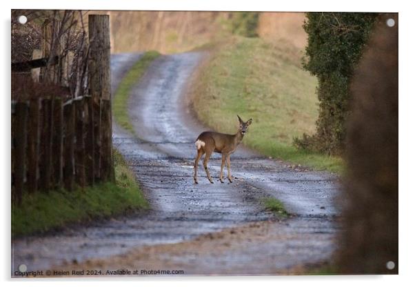 Roe deer stood in the middle of a winding path Acrylic by Helen Reid