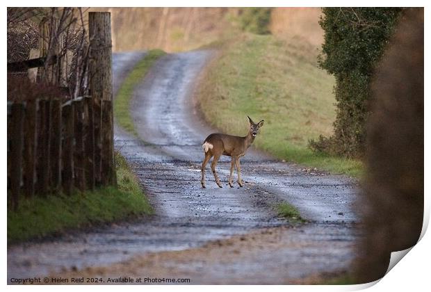 Roe deer stood in the middle of a winding path Print by Helen Reid