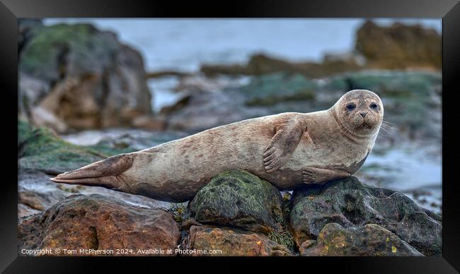 Grey Seal Pup Resting Framed Print by Tom McPherson