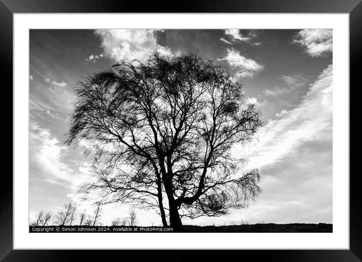  tree silhouette  Framed Mounted Print by Simon Johnson