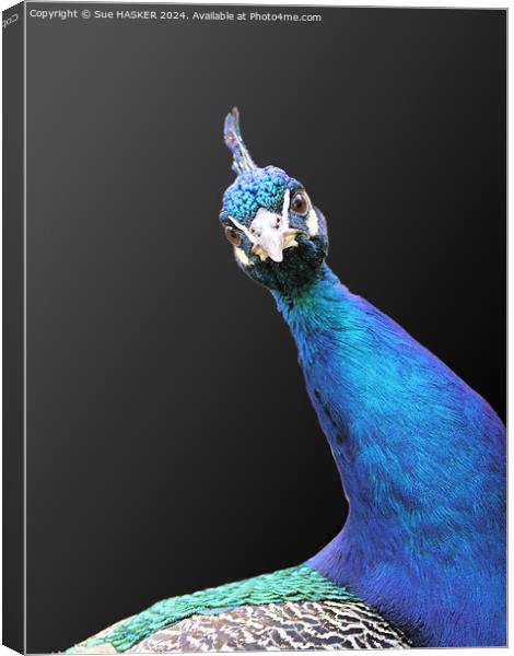 peacock Canvas Print by Sue HASKER