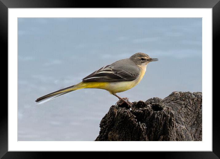 wagtail by  the river sitting on a rock Framed Mounted Print by kathy white