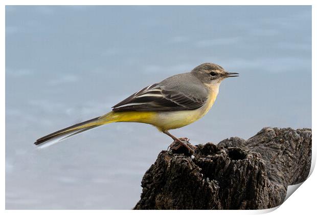 wagtail by  the river sitting on a rock Print by kathy white