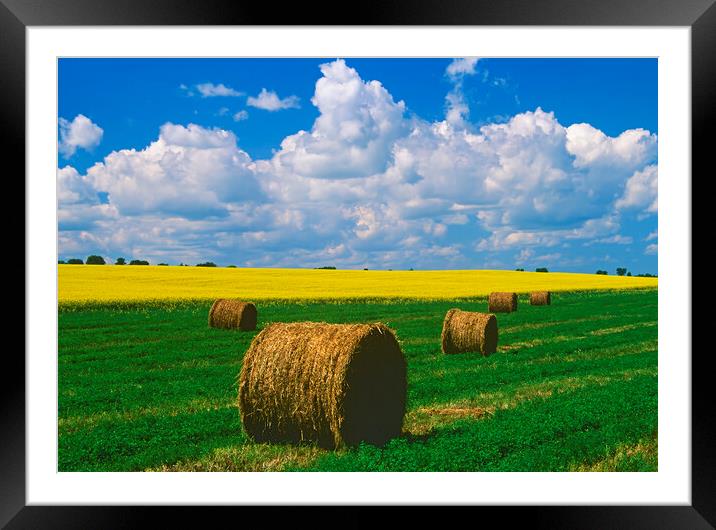Alfalfa Bales Framed Mounted Print by Dave Reede