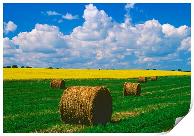 Alfalfa Bales Print by Dave Reede