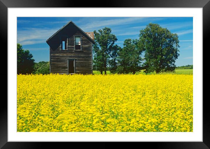 Old House Next to Canola Field Framed Mounted Print by Dave Reede