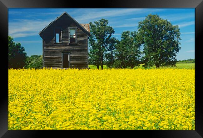 Old House Next to Canola Field Framed Print by Dave Reede