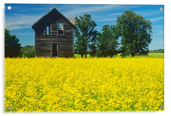 Old House Next to Canola Field Acrylic by Dave Reede
