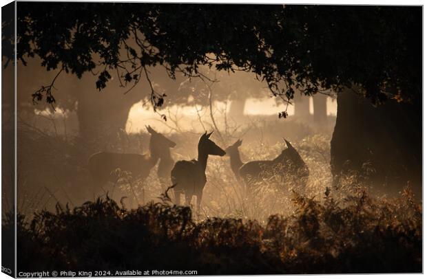 Deer at Richmond Park Canvas Print by Philip King