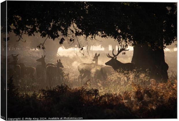 Deer at Richmond Park Canvas Print by Philip King