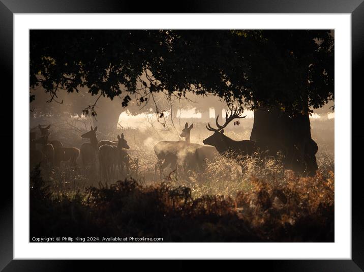 Deer at Richmond Park Framed Mounted Print by Philip King