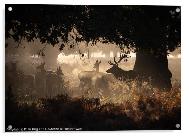 Deer at Richmond Park Acrylic by Philip King
