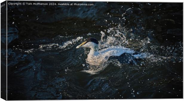 Eider fights the Current Canvas Print by Tom McPherson
