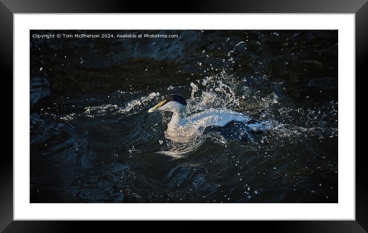 Eider fights the Current Framed Mounted Print by Tom McPherson