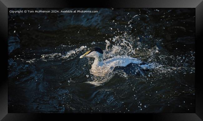 Eider fights the Current Framed Print by Tom McPherson