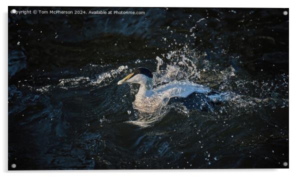Eider fights the Current Acrylic by Tom McPherson