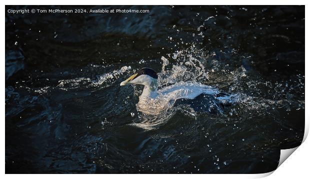 Eider fights the Current Print by Tom McPherson