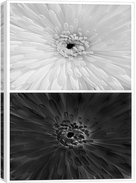 Chrysanthemum.Black+White. Canvas Print by paulette hurley