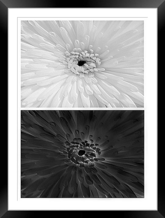 Chrysanthemum.Black+White. Framed Mounted Print by paulette hurley