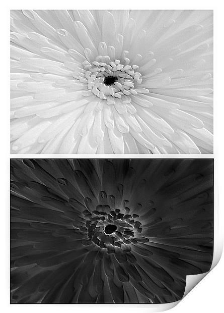 Chrysanthemum.Black+White. Print by paulette hurley