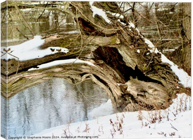 Fallen Tree Canvas Print by Stephanie Moore