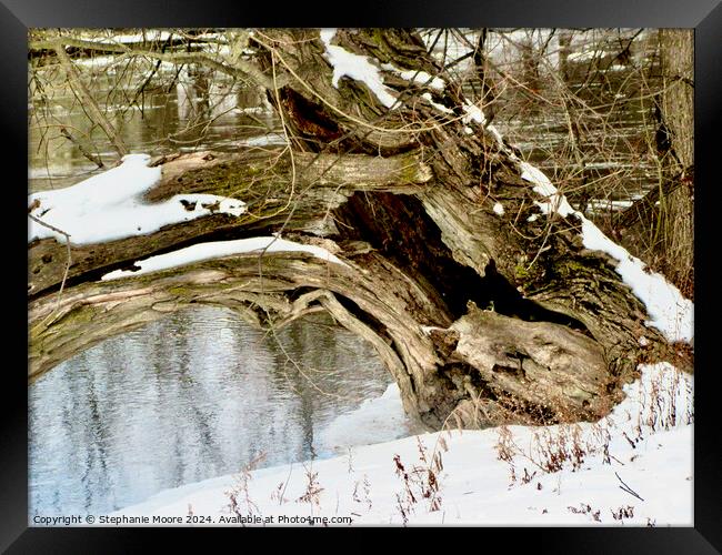 Fallen Tree Framed Print by Stephanie Moore