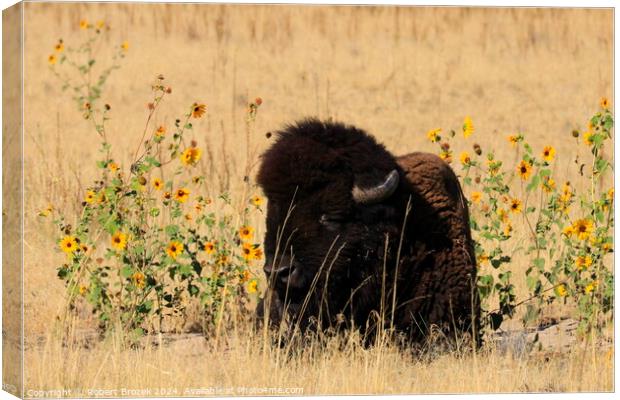 Bull Buffalo with grass and Sunflowers outdoors Canvas Print by Robert Brozek