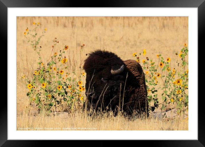 Bull Buffalo with grass and Sunflowers outdoors Framed Mounted Print by Robert Brozek