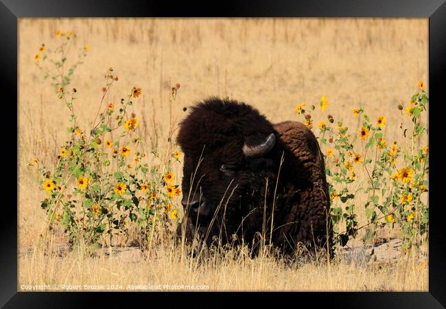 Bull Buffalo with grass and Sunflowers outdoors Framed Print by Robert Brozek