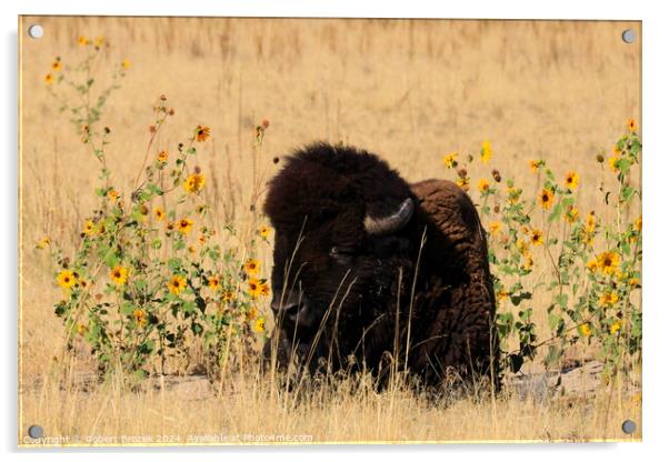 Bull Buffalo with grass and Sunflowers outdoors Acrylic by Robert Brozek