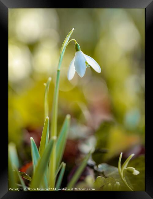 Plant flower Framed Print by Simon Johnson