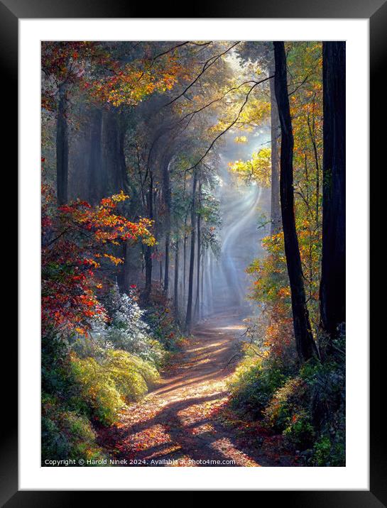 Autumn Woodland I Framed Mounted Print by Harold Ninek
