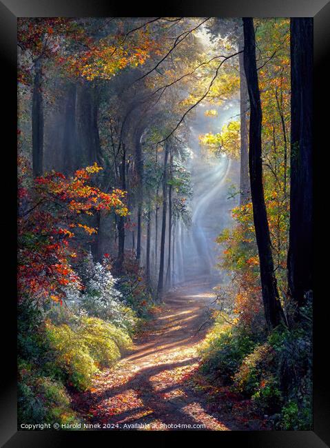 Autumn Woodland I Framed Print by Harold Ninek